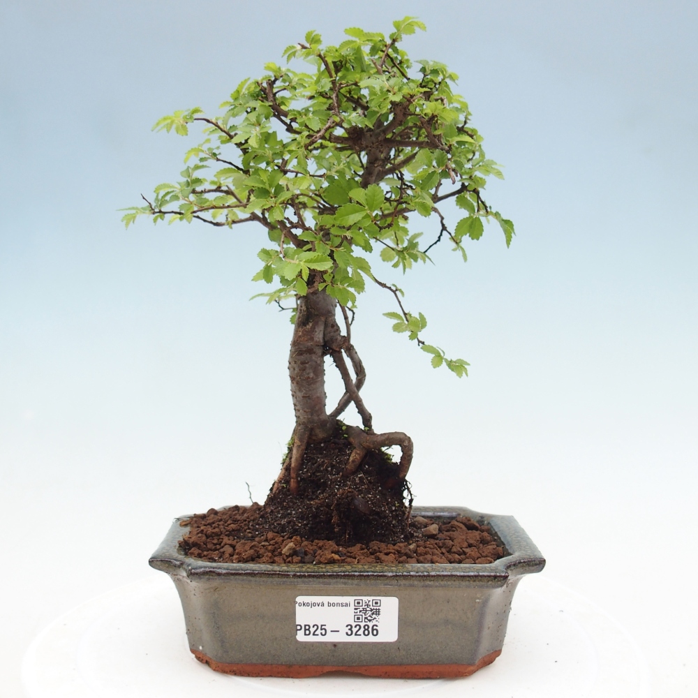 Pokój bonsai - Ulmus parvifolia - Wiąz drobnolistny