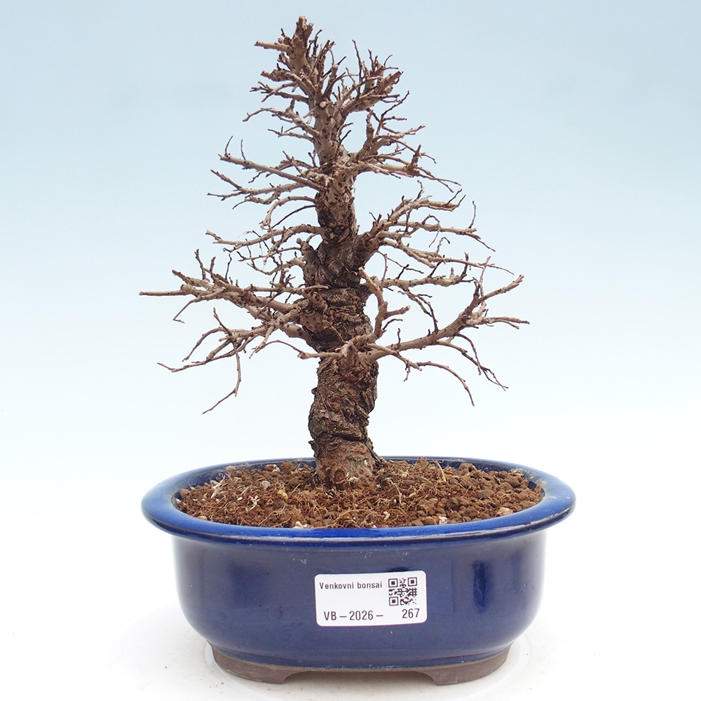 Bonsai zewnętrzne - Zelkova - Zelkova NIRE