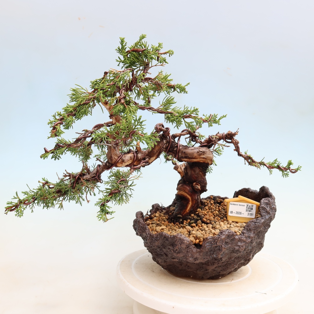 Bonsai ogrodowe – Juniperus chinensis Itoigawa – jałowiec chiński
