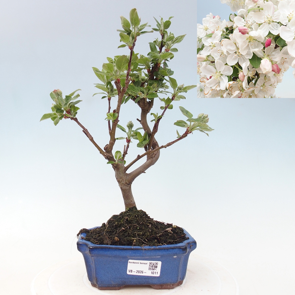 Outdoor bonsai - Malus halliana - Jabłoń drobnoowocowa
