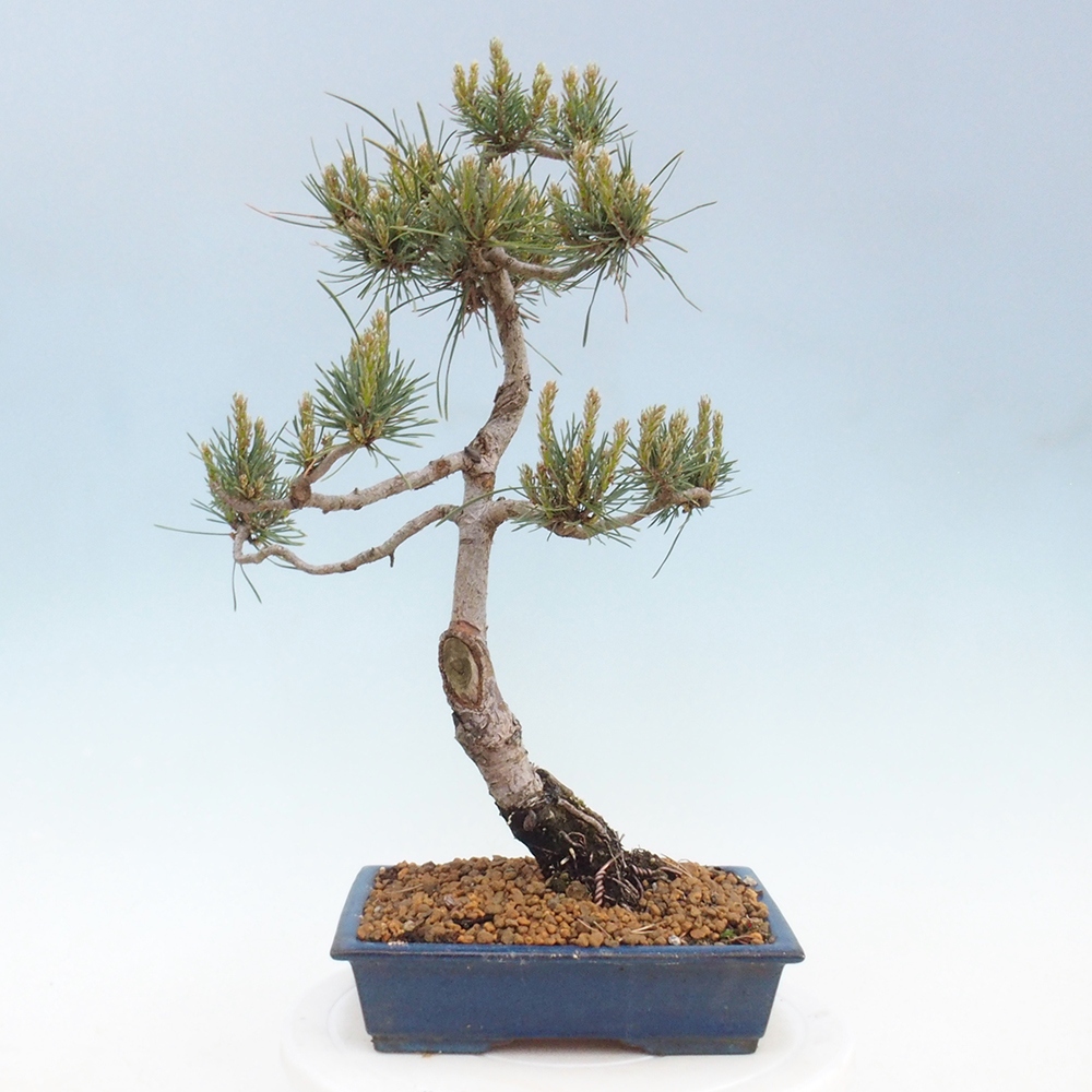 Outdoor bonsai - Pinus Sylvestris - sosna zwyczajna