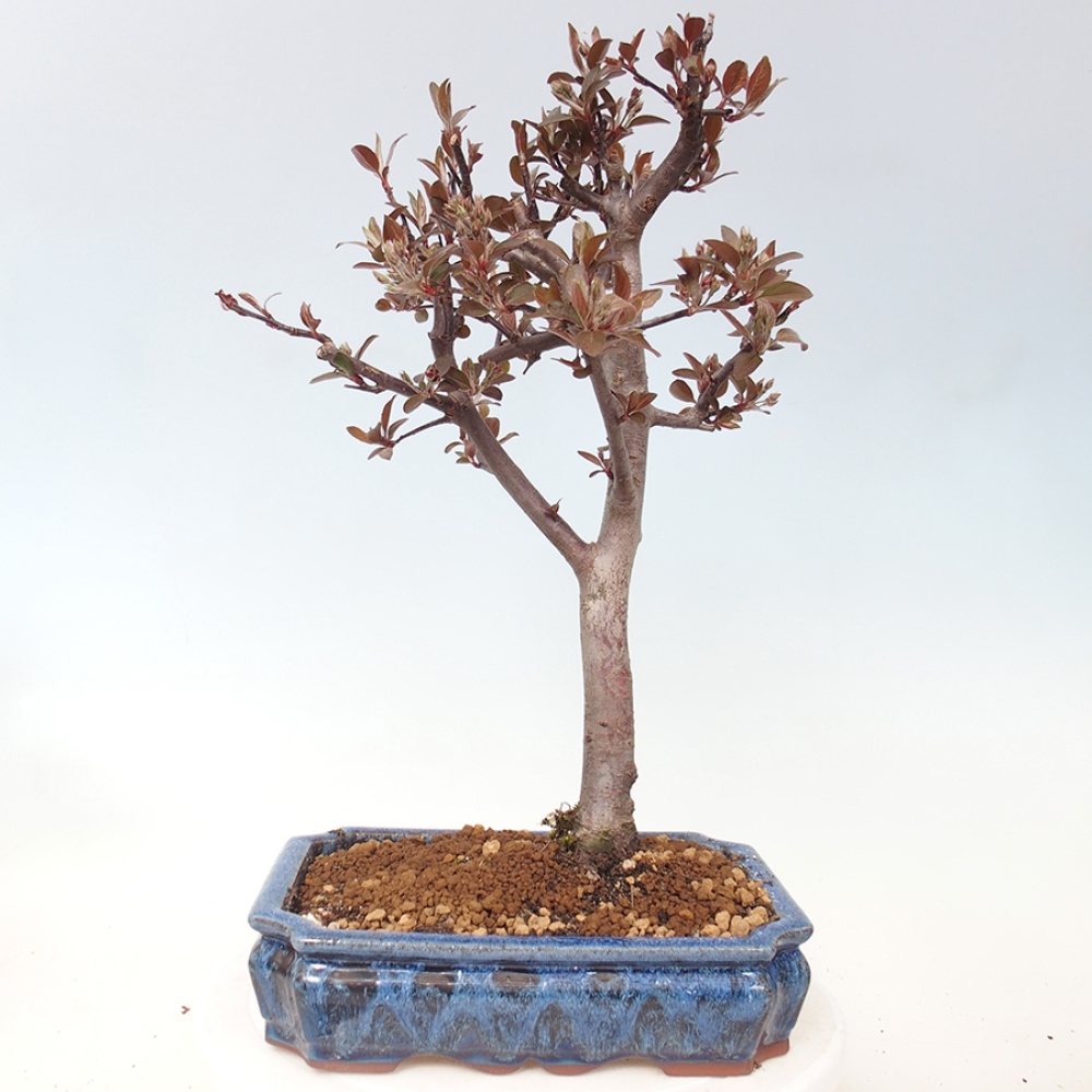 Outdoor bonsai - Malus domestica - Jabłoń czerwonolistna o małych owocach