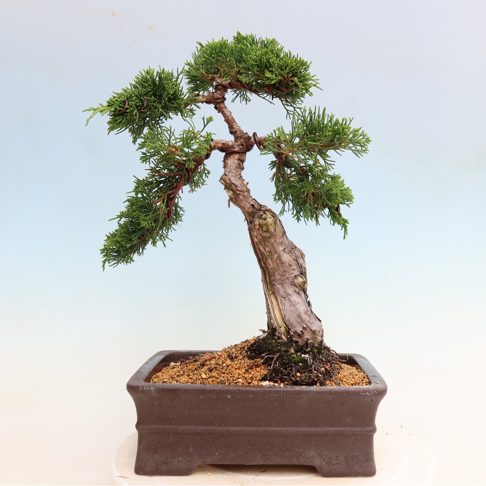 Bonsai ogrodowe – Juniperus chinensis Itoigawa – jałowiec chiński