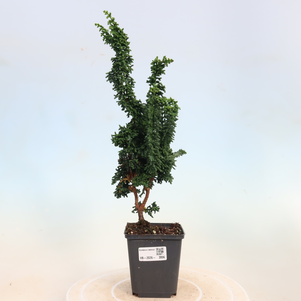 Bonsai zewnętrzne - Cham. obtusa SEKKA HINOKI - Cyprys
