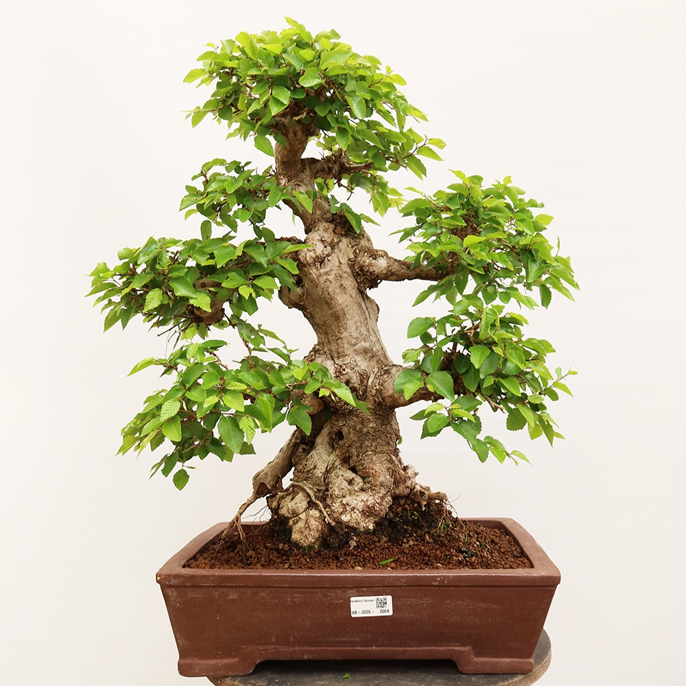 Bonsai plenerowe - Carpinus Coreana - grab koreański