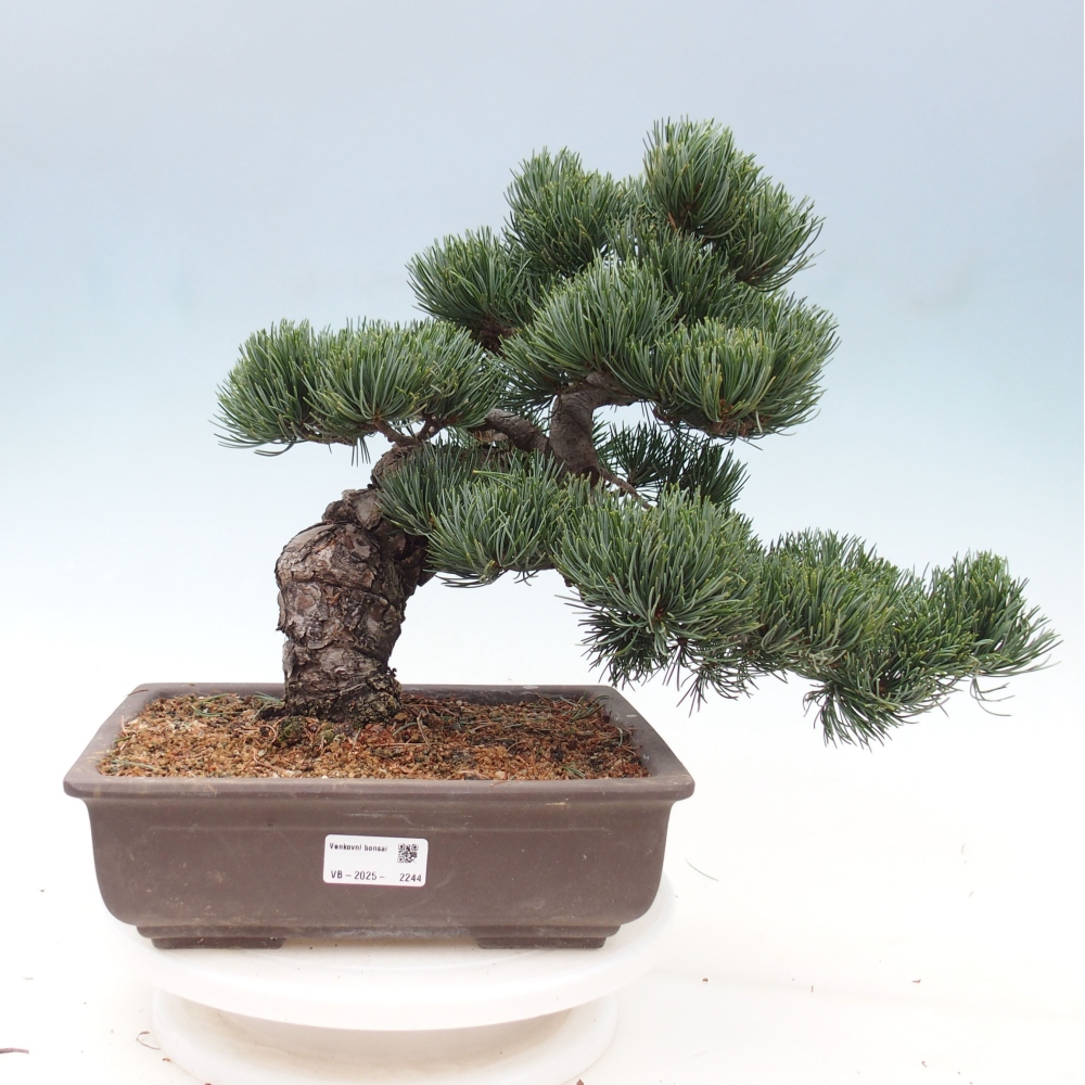 Outdoor bonsai - Pinus parviflora - Mała sosna