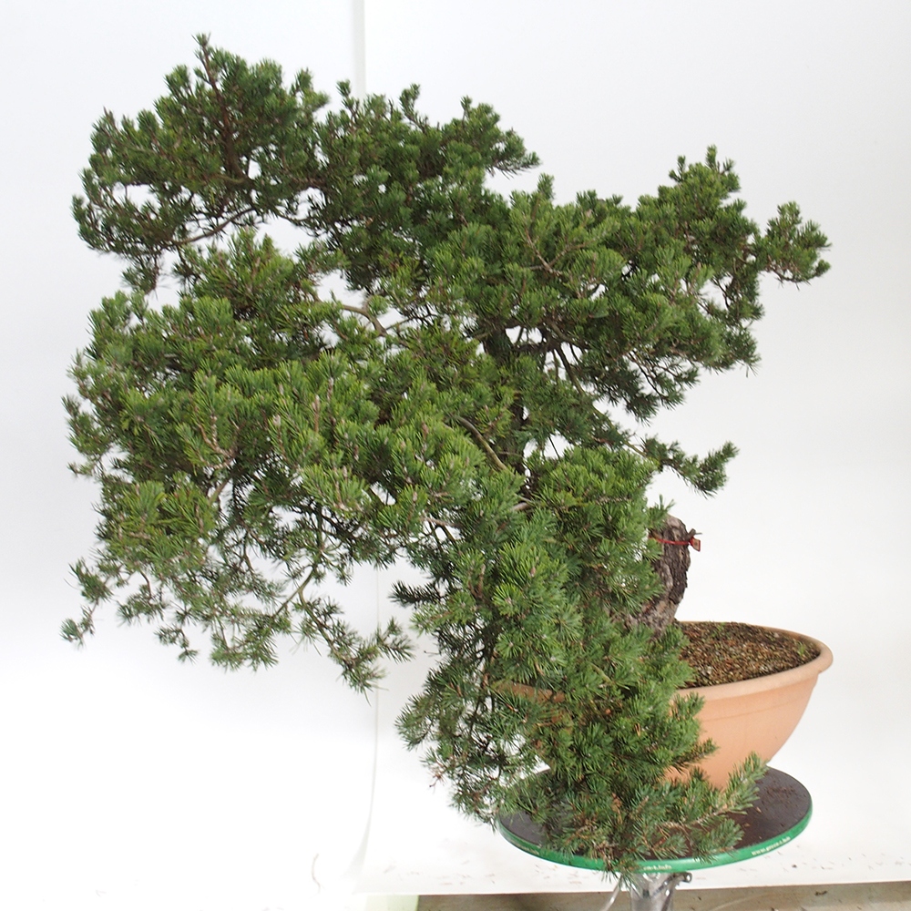 Yamadori - Pinus sylvestris Hiszpania