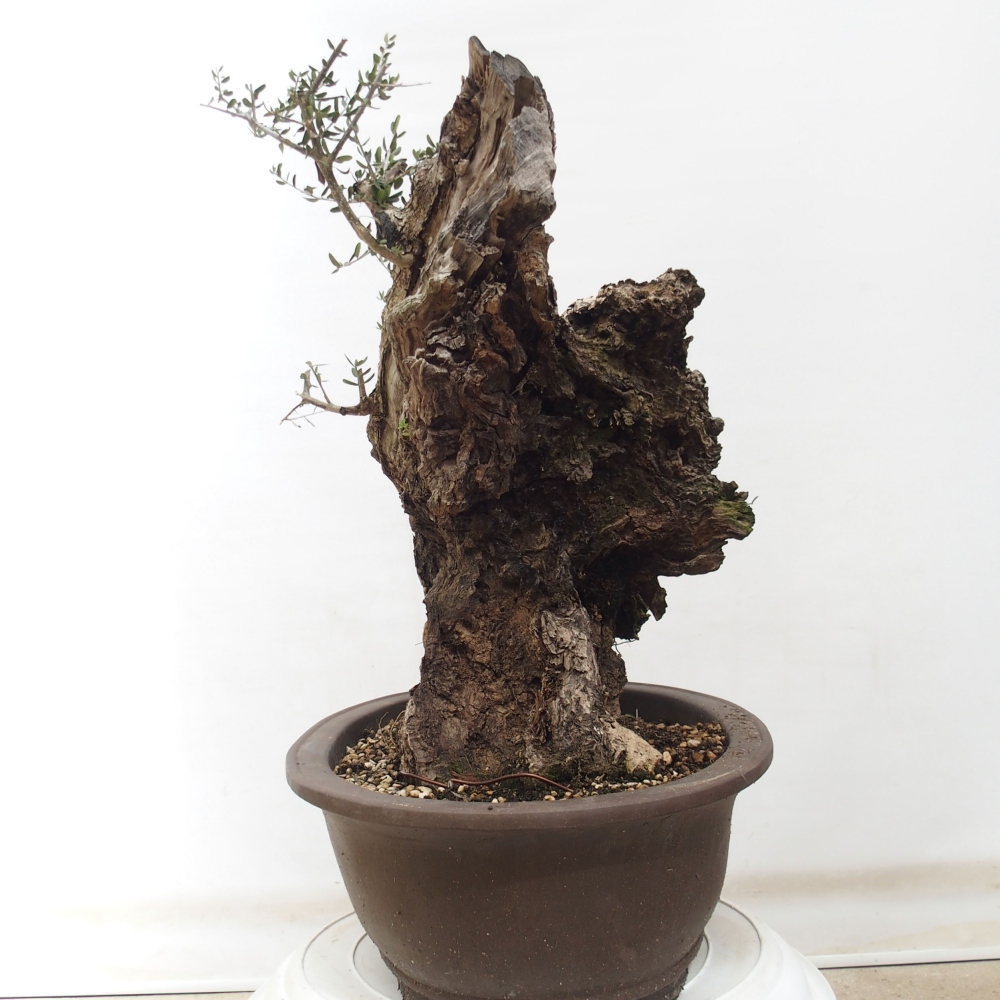 Kryte bonsai - Olea europaea sylvestris - Europejska oliwa z małych liści