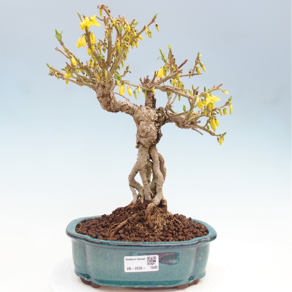 Outdoor bonsai - Zlatice - Forsycja koreańska