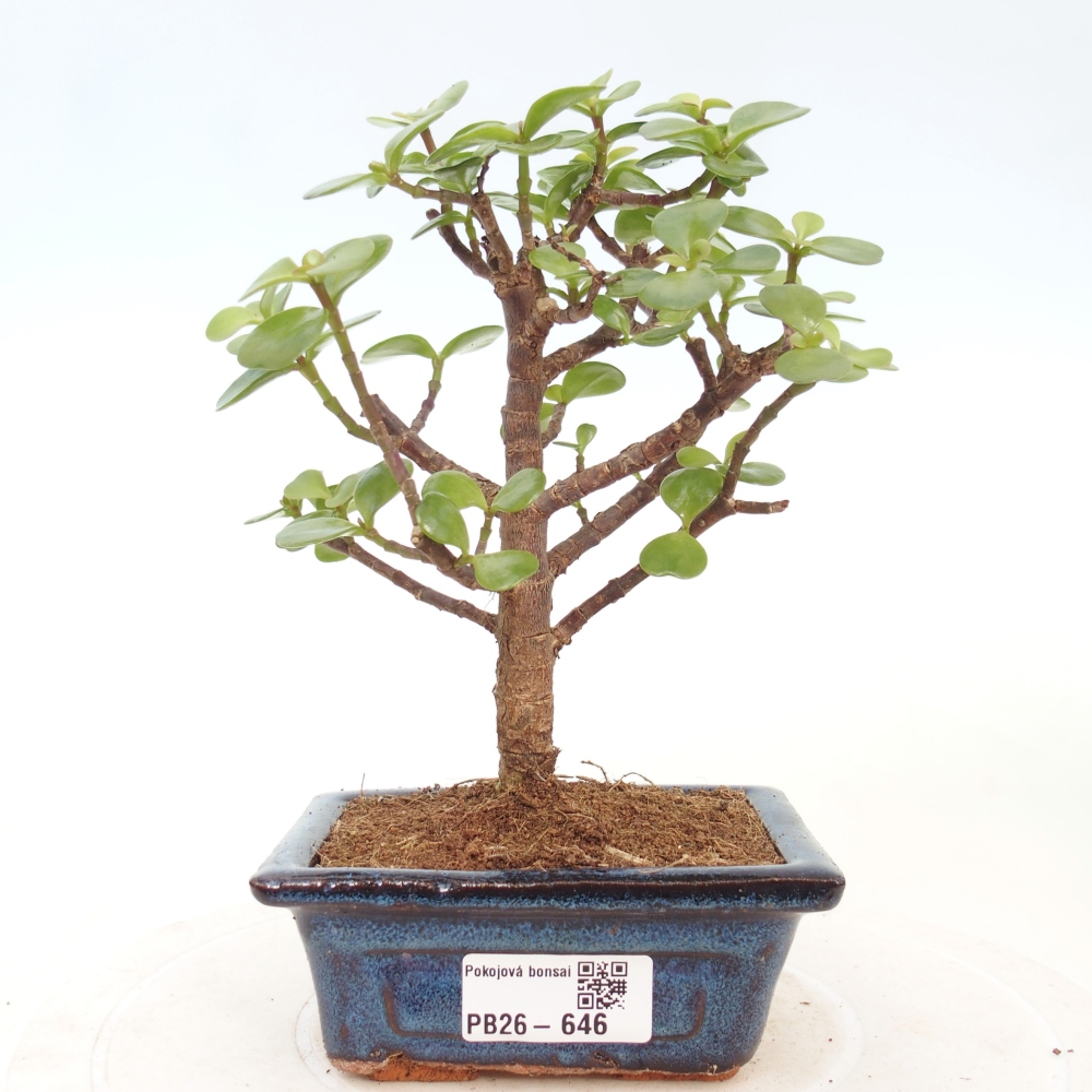Pokój bonsai - Portulakaria Afra - Tlustice