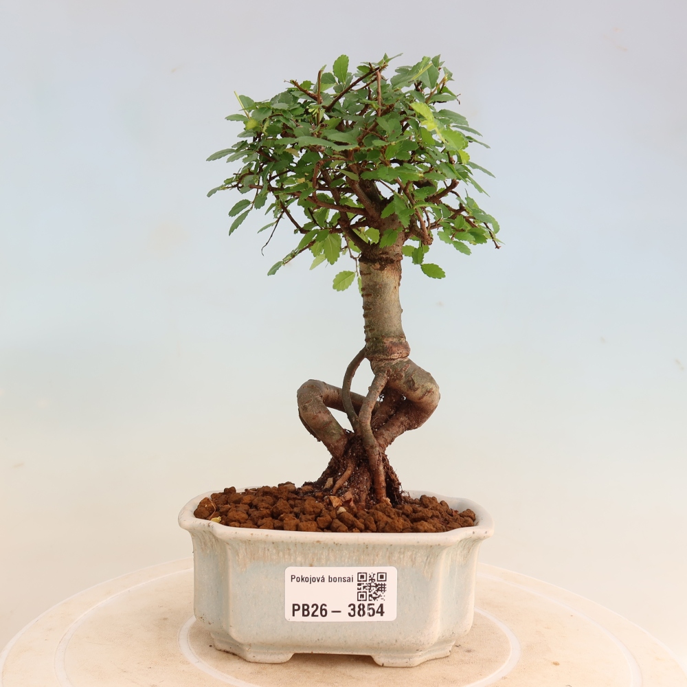 Pokój bonsai - Ulmus parvifolia - Wiąz drobnolistny