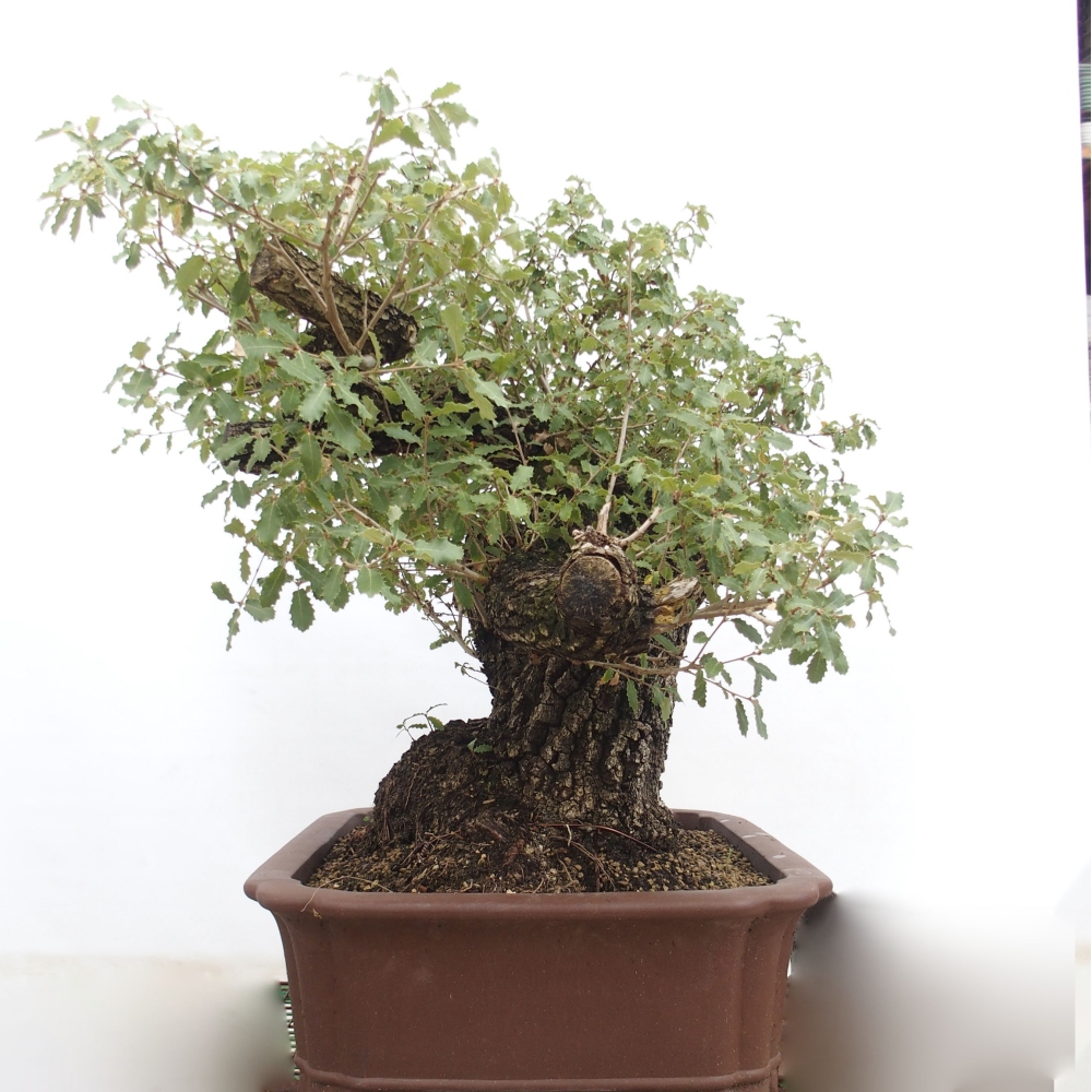 Yamadori - Quercus Ilex - Dąb ostrokrzewowy