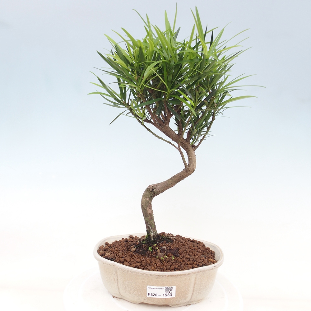 Pokój bonsai - Podocarpus - Kamienny cis