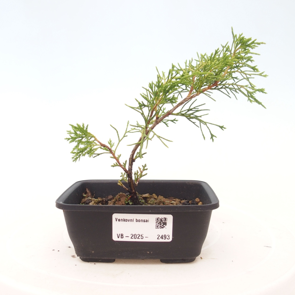 Outdoor bonsai - Juniperus chinensis Itoigawa - Jałowiec chiński