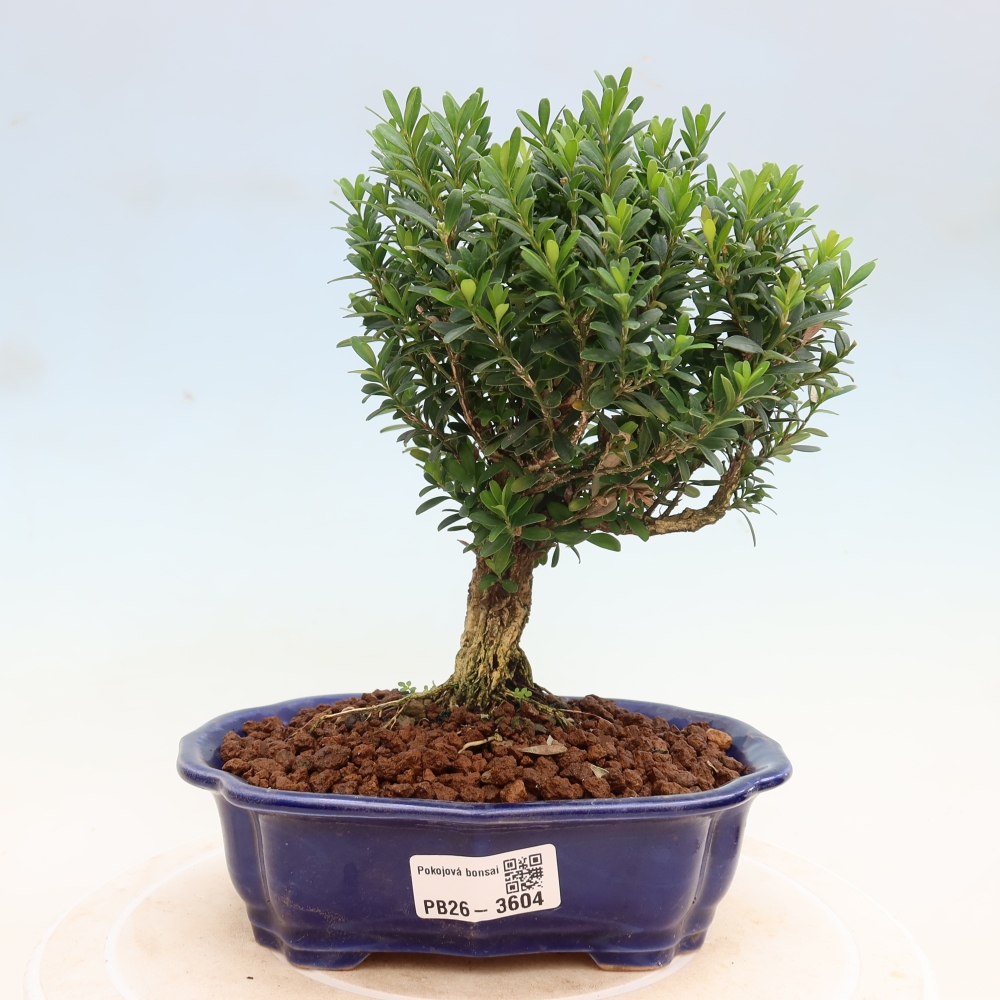 Pokój bonsai - Buxus harlandii - buxus korkowy