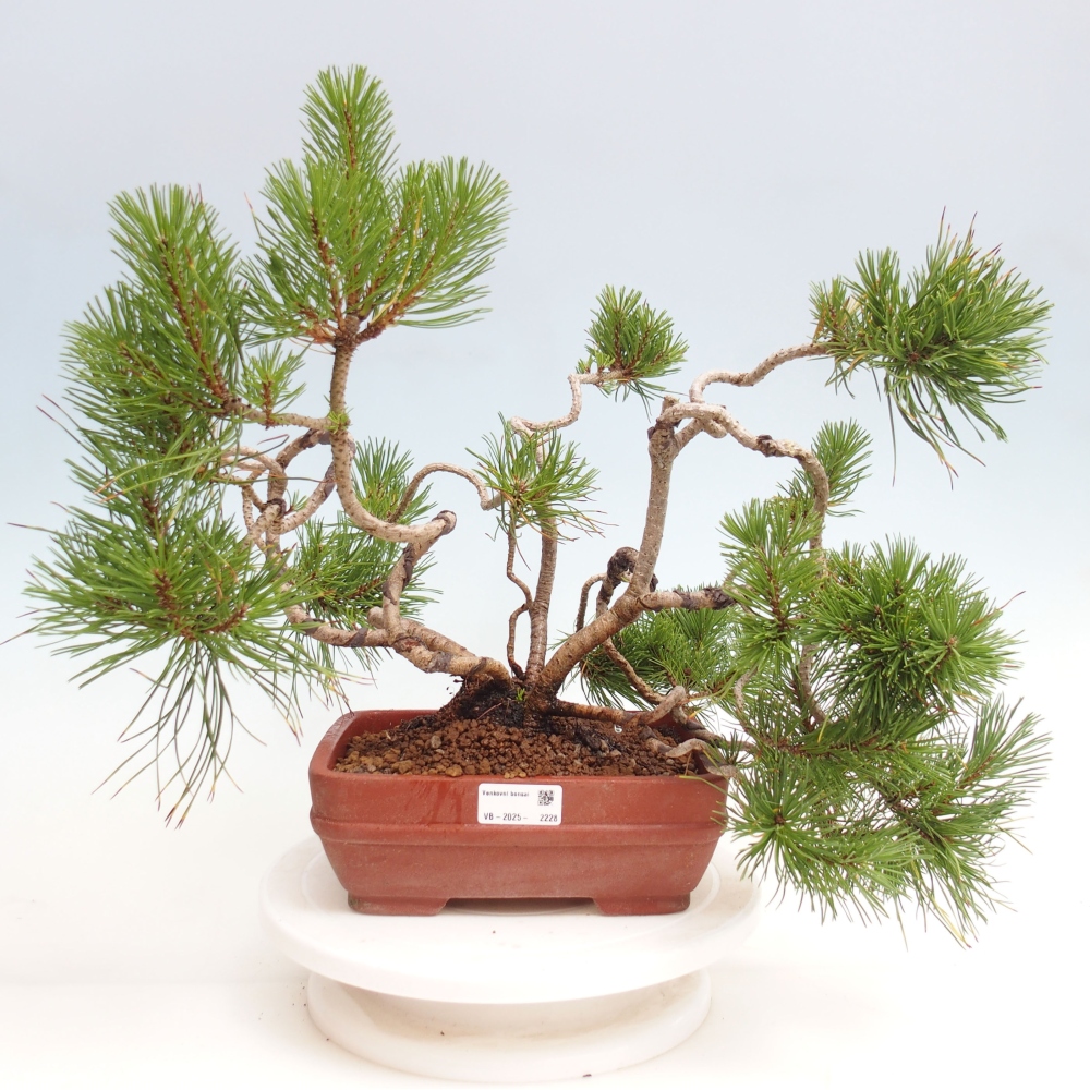 Outdoor bonsai - Pinus Mugo  - Sosna