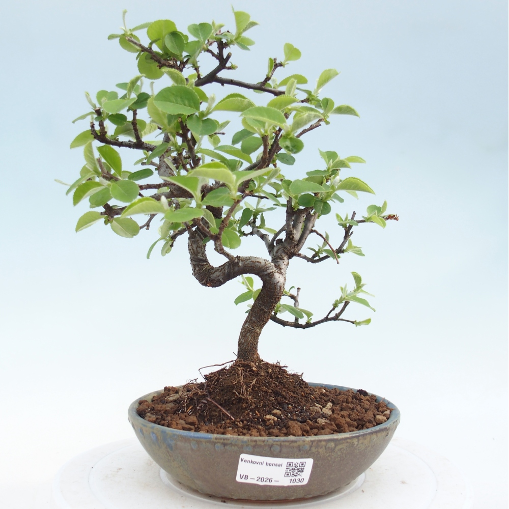 Bonsai zewnętrzne - Chaneomeles chinensis