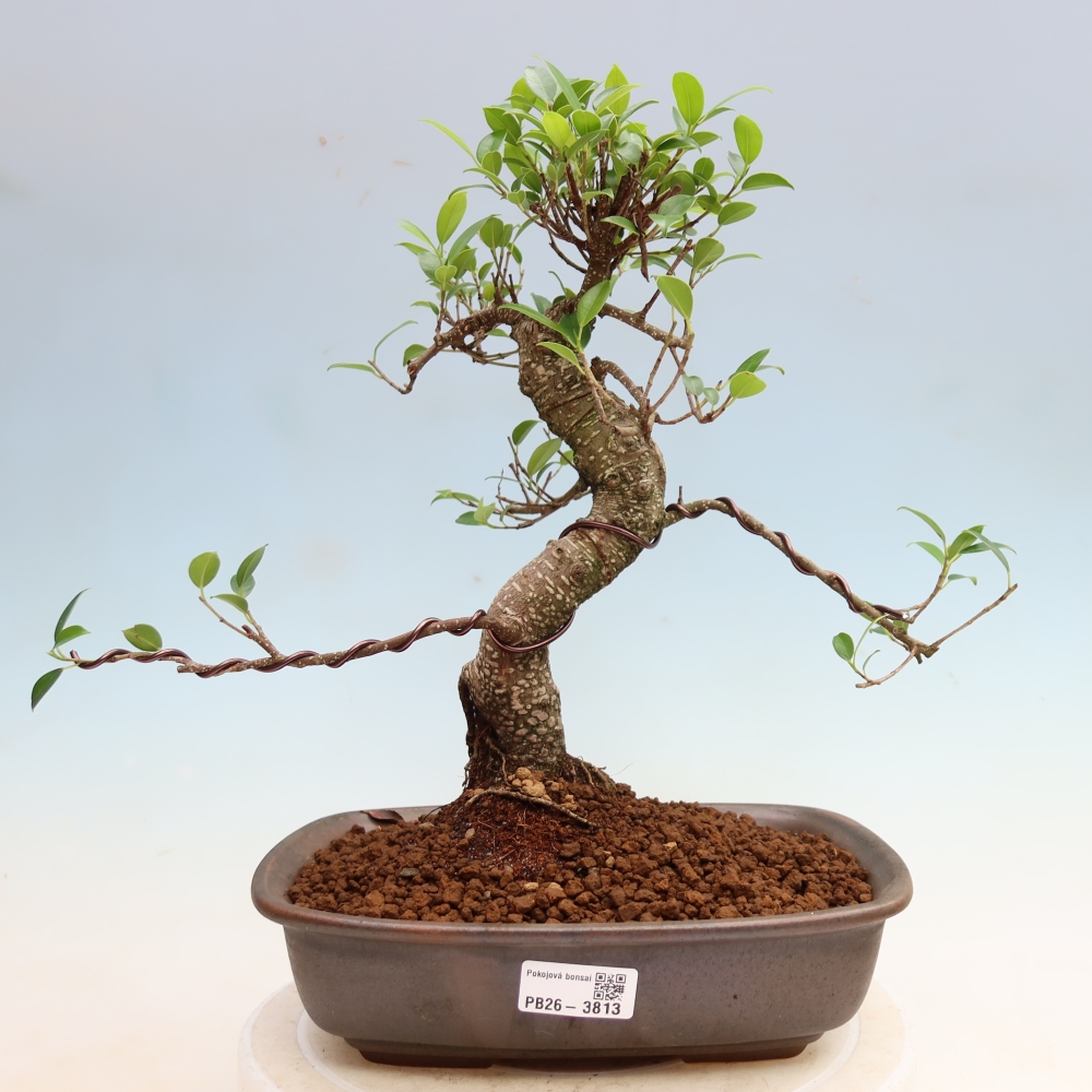 Pokój bonsai - Ficus kimmen - figowiec drobnolistny