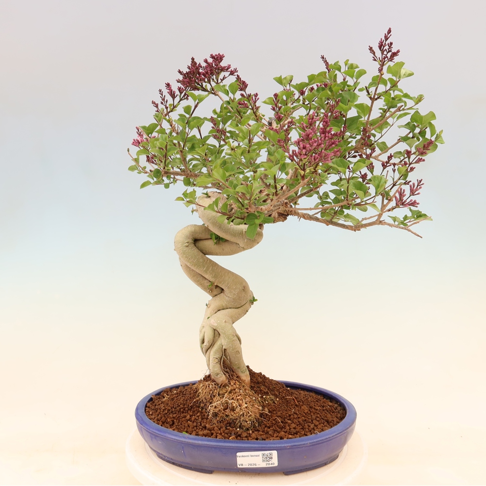 Outdoor bonsai - Syringa microphylla - liliowiec drobnokwiatowy