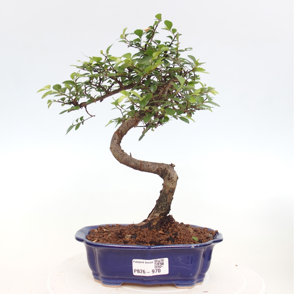 Pokój bonsai - Ulmus parvifolia - Wiąz drobnolistny