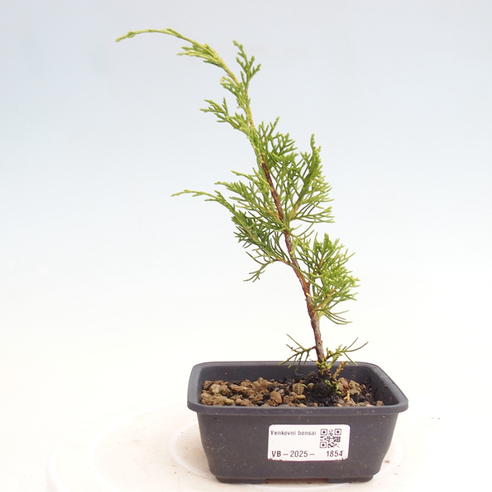 Outdoor bonsai - Juniperus chinensis Itoigawa - Jałowiec chiński