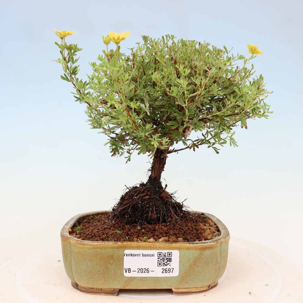 Bonsai ogrodowe – potentilla fruticosa – Goldkissen