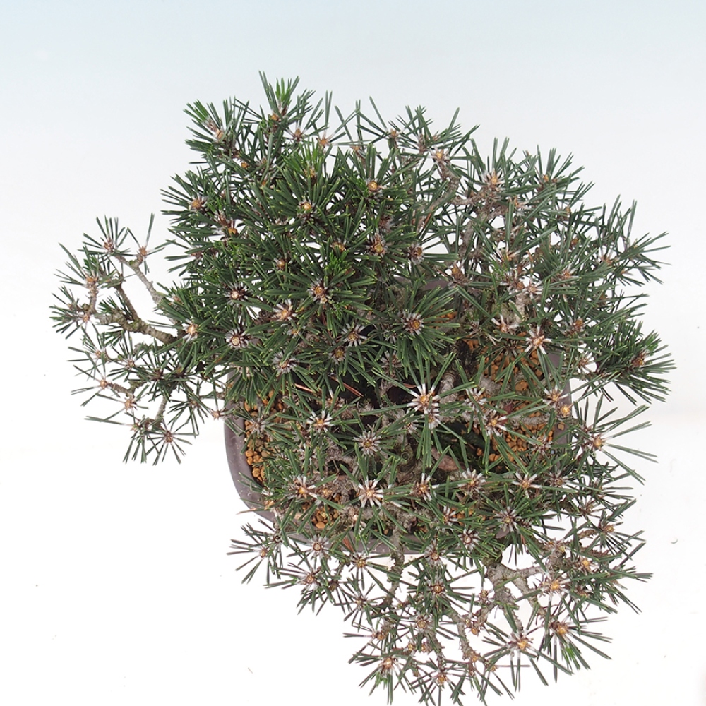 Outdoor bonsai - Pinus thunbergii Kotobuki - Sosna Thunberga