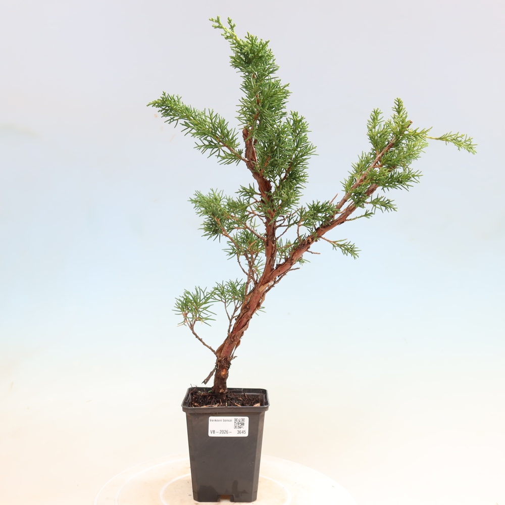 Outdoor bonsai - Juniperus chinensis Kishu