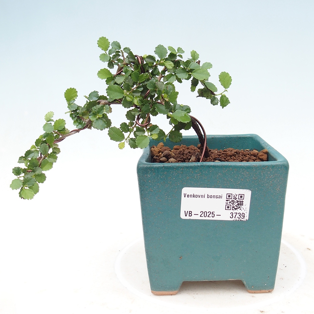 Bonsai wewnętrzne - Grewia sp. - Grewie drobnolistne