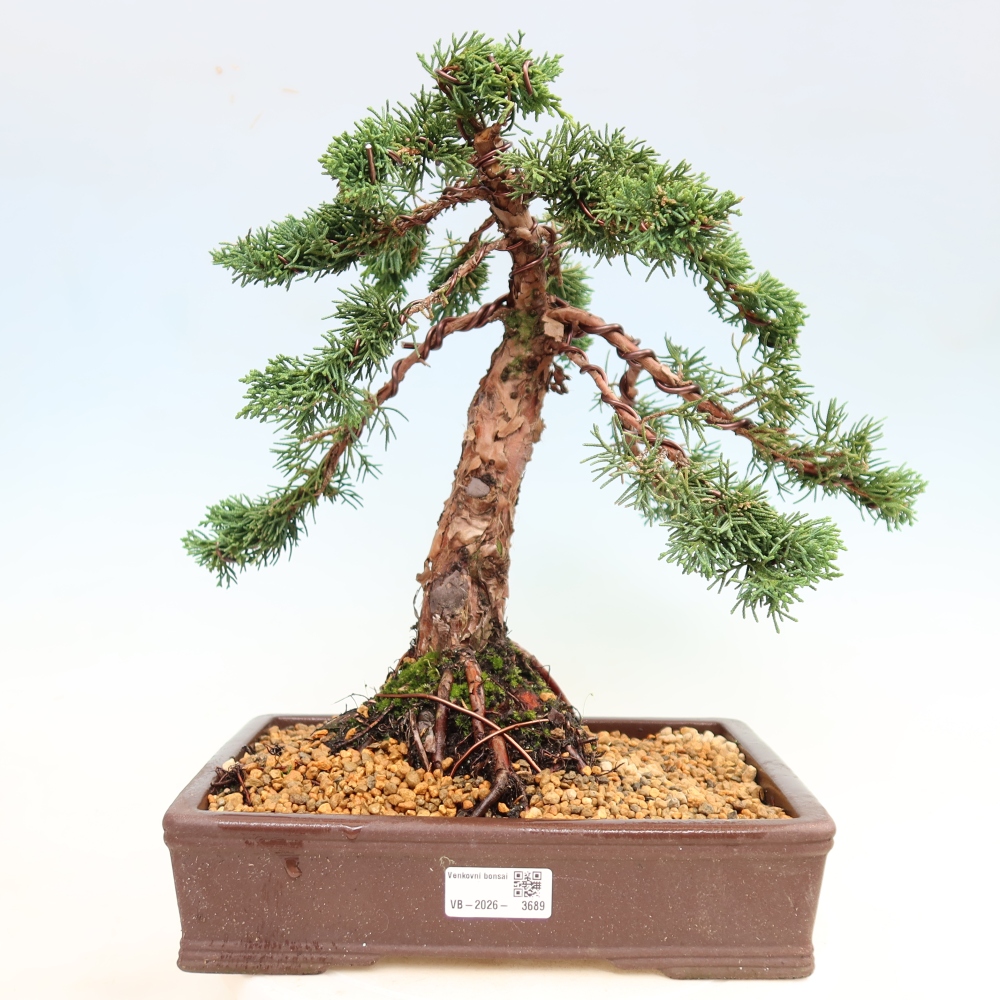 Outdoor bonsai - Juniperus chinensis Kishu