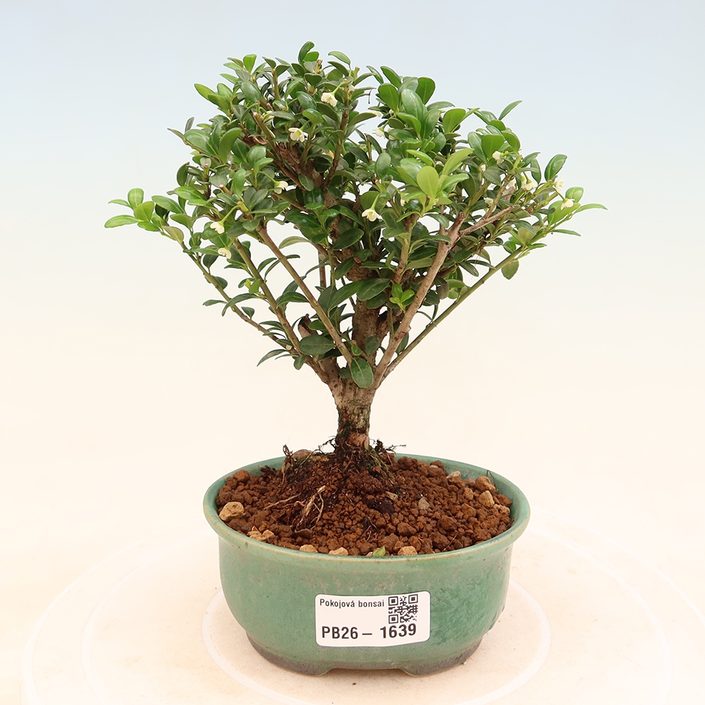 Pokój bonsai - Ilex crenata - Ostrokrzew