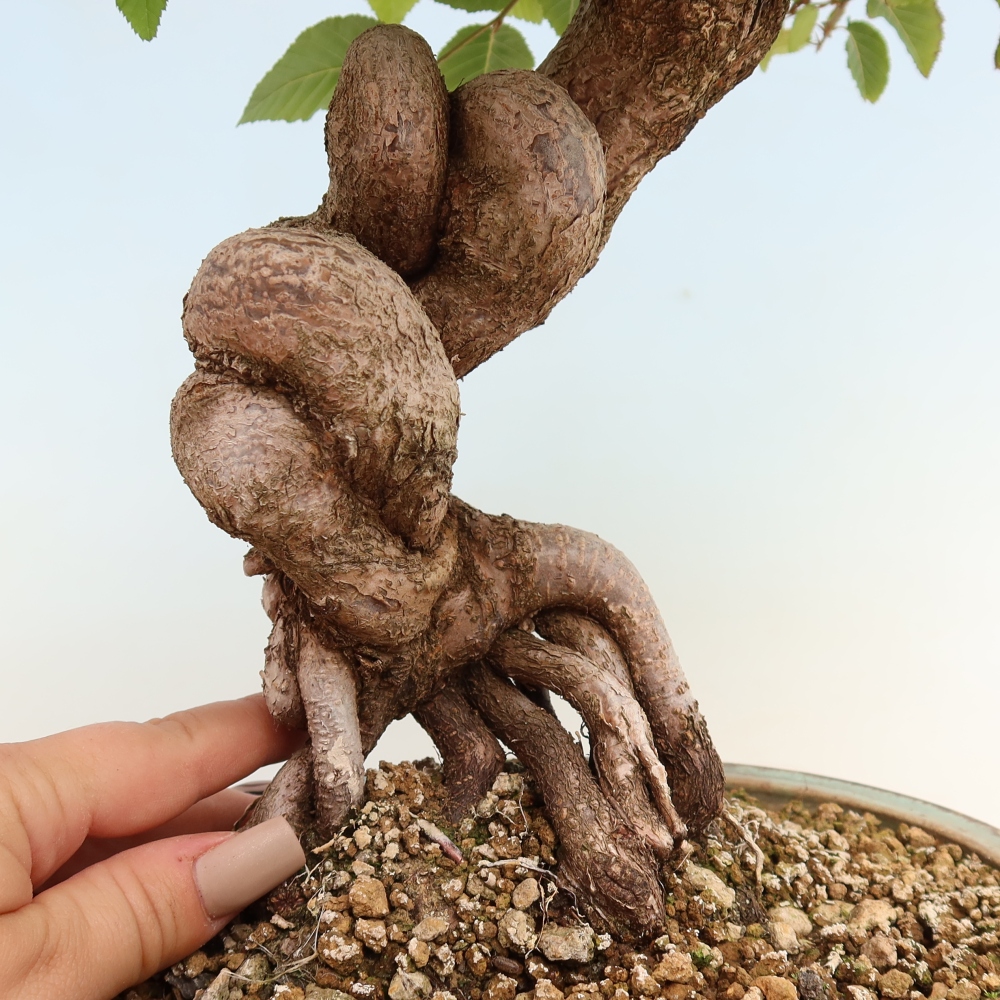 Outdoor bonsai - Carpinus CARPINOIDES - grab koreański
