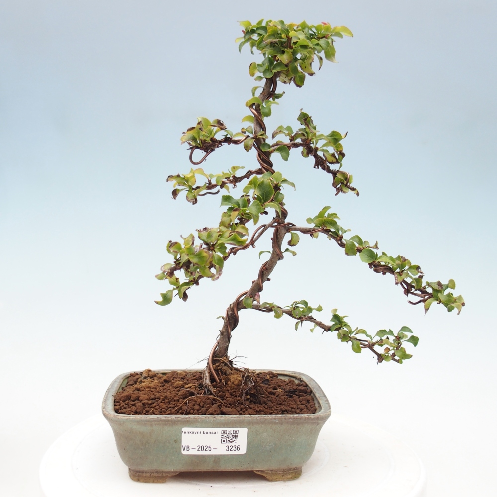 Bonsai zewnętrzne - Chaneomeles s. Red Joy - Pigwa