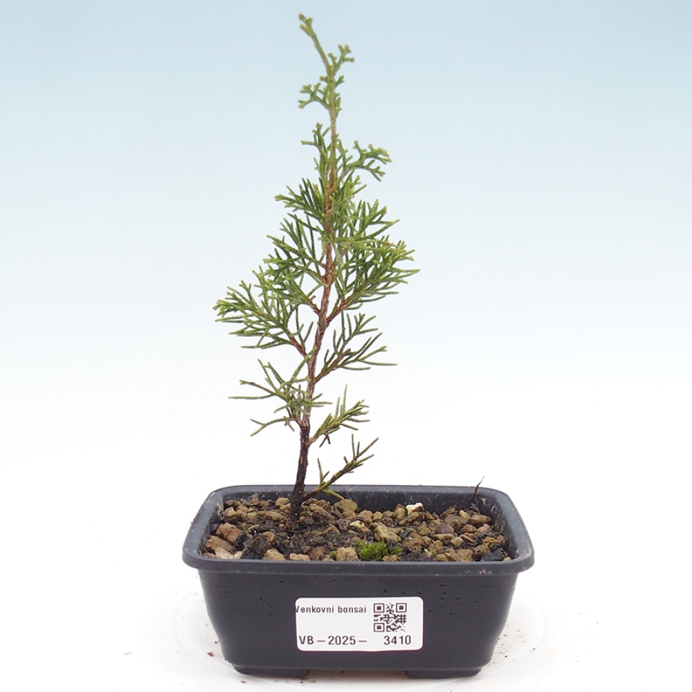 Outdoor bonsai - Juniperus chinensis Itoigawa - Jałowiec chiński