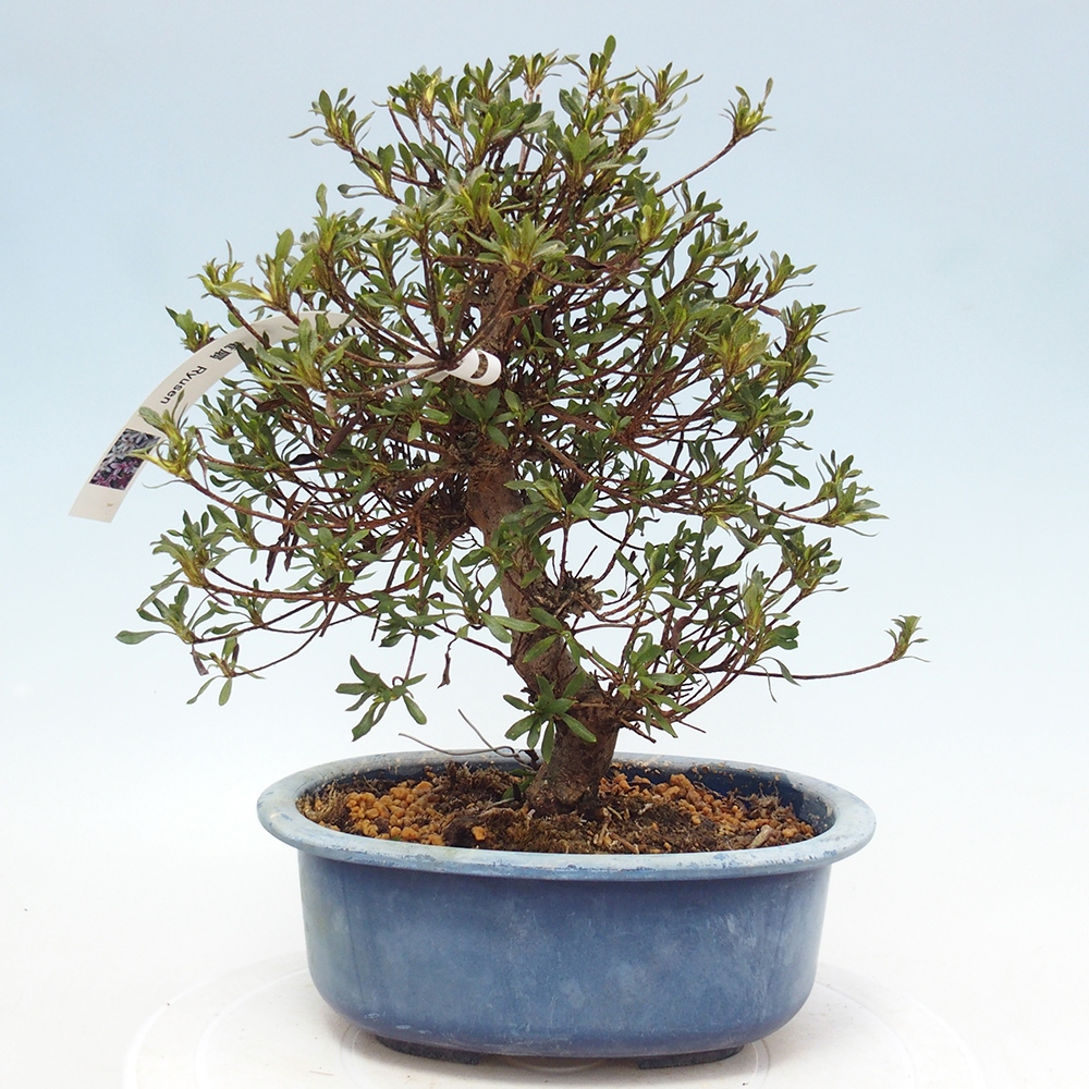 Bonsai zewnętrzne - Azalia japońska - Azalea Ryusen