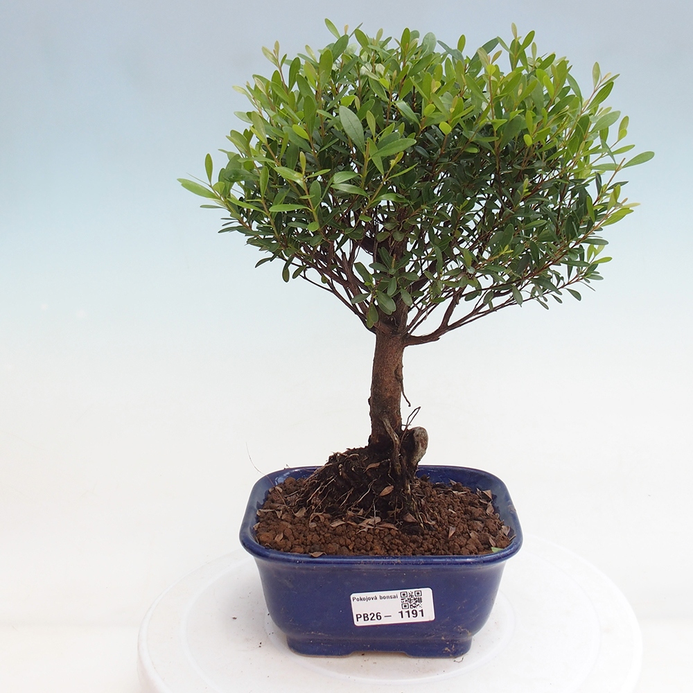 Pokój bonsai - Syzygium - Pimento