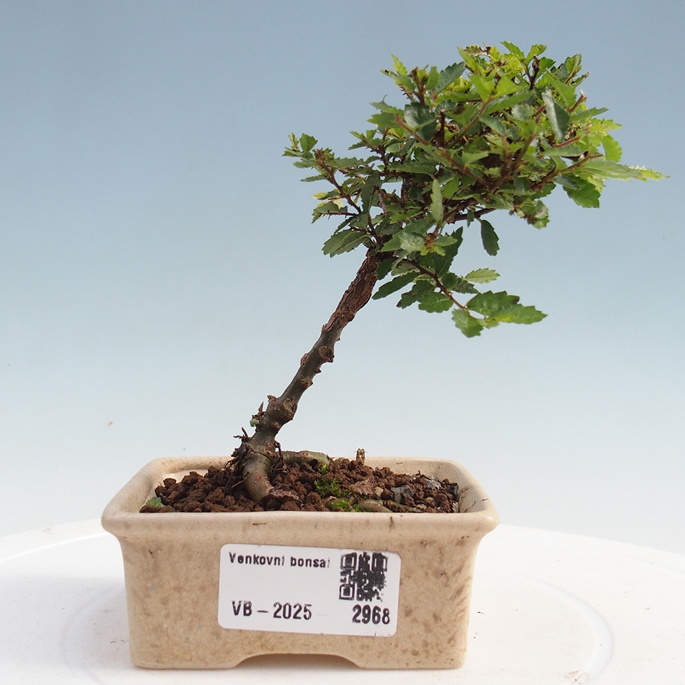 Bonsai zewnętrzne - Ulmus parvifolia Sagei - Wiąz drobnolistny