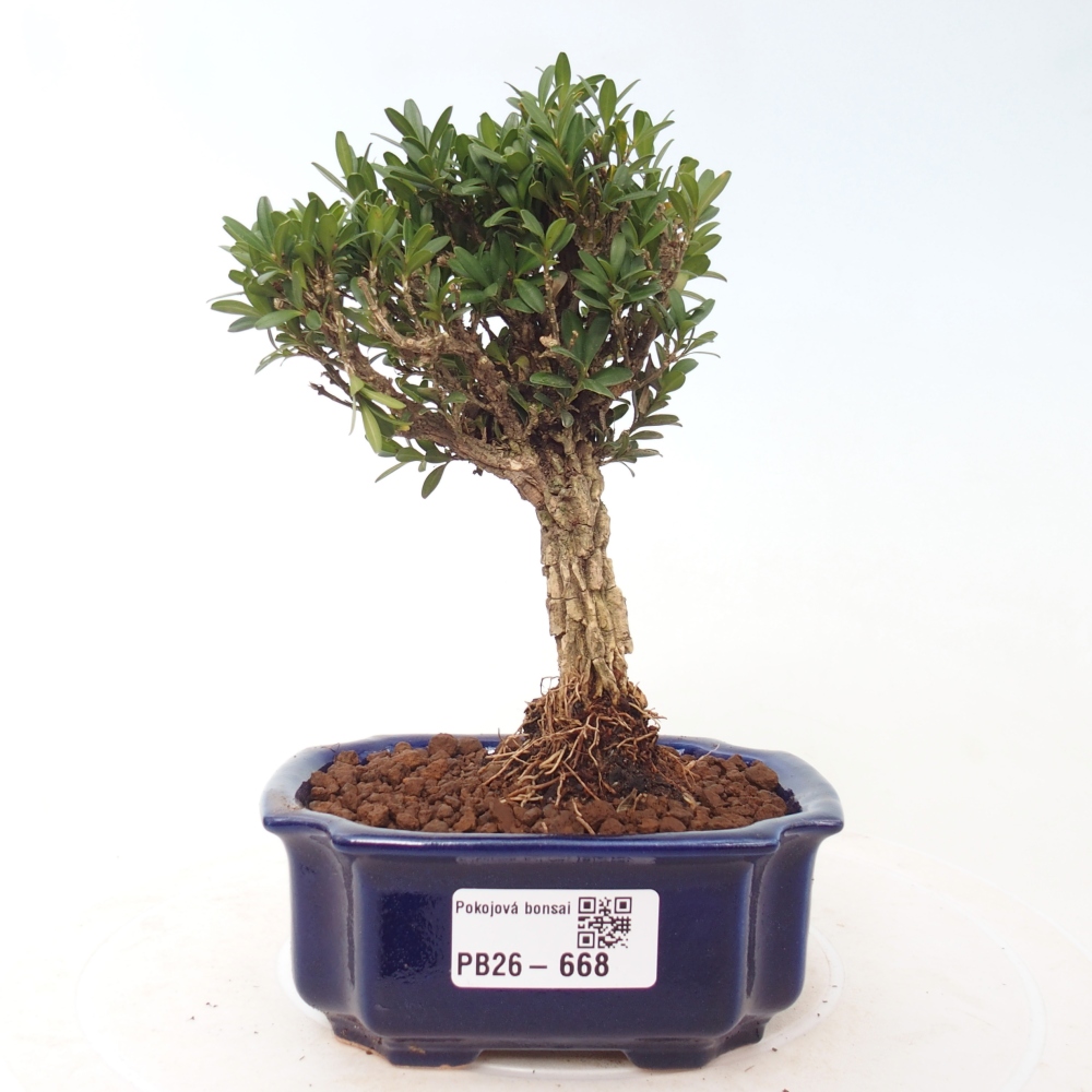 Pokój bonsai - Buxus harlandii - buxus korkowy