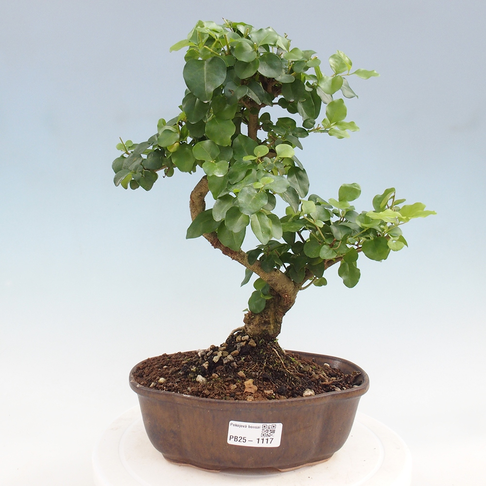 Kryte bonsai - Ligustrum chinensis - widok z lotu ptaka