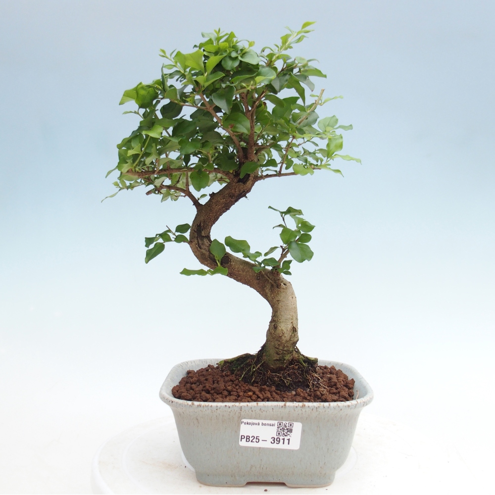 Pokój bonsai - Ligustrum chinensis - Dziób ptaka