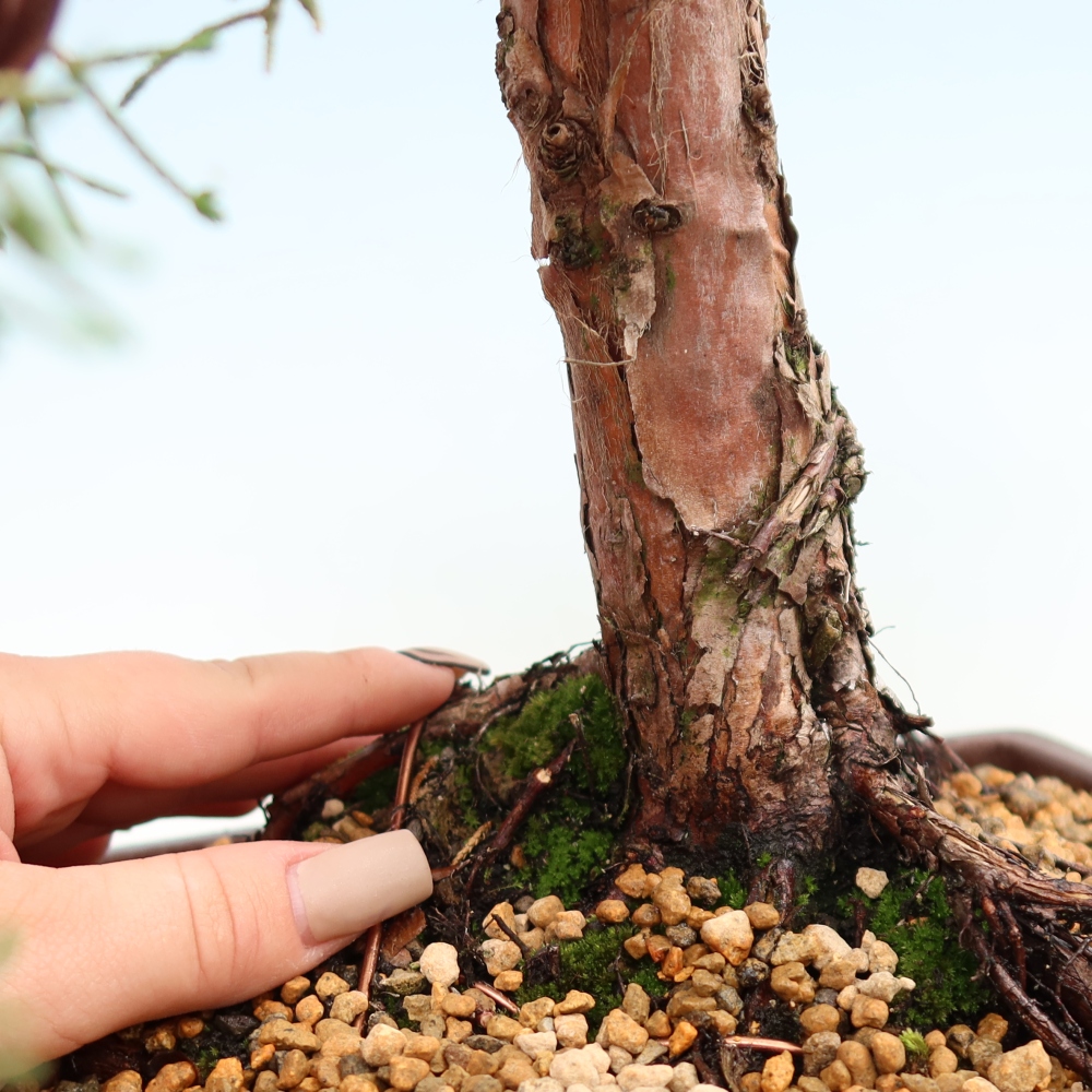 Outdoor bonsai - Juniperus chinensis Kishu