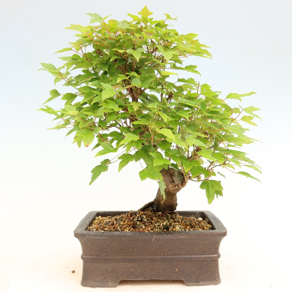 Outdoor bonsai - Klon burgeryjski - Acer burgerianum