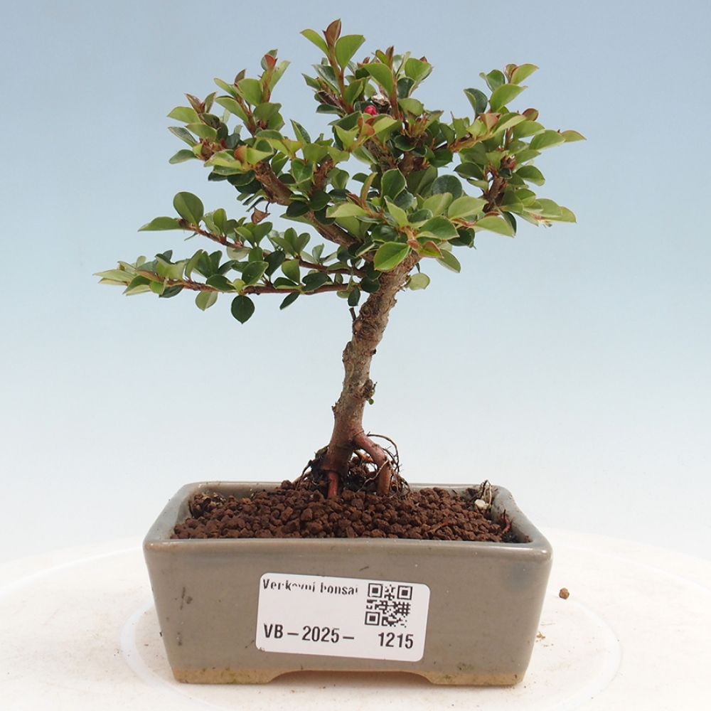 Plenerowe bonsai - Irga pozioma - Drzewo skalne
