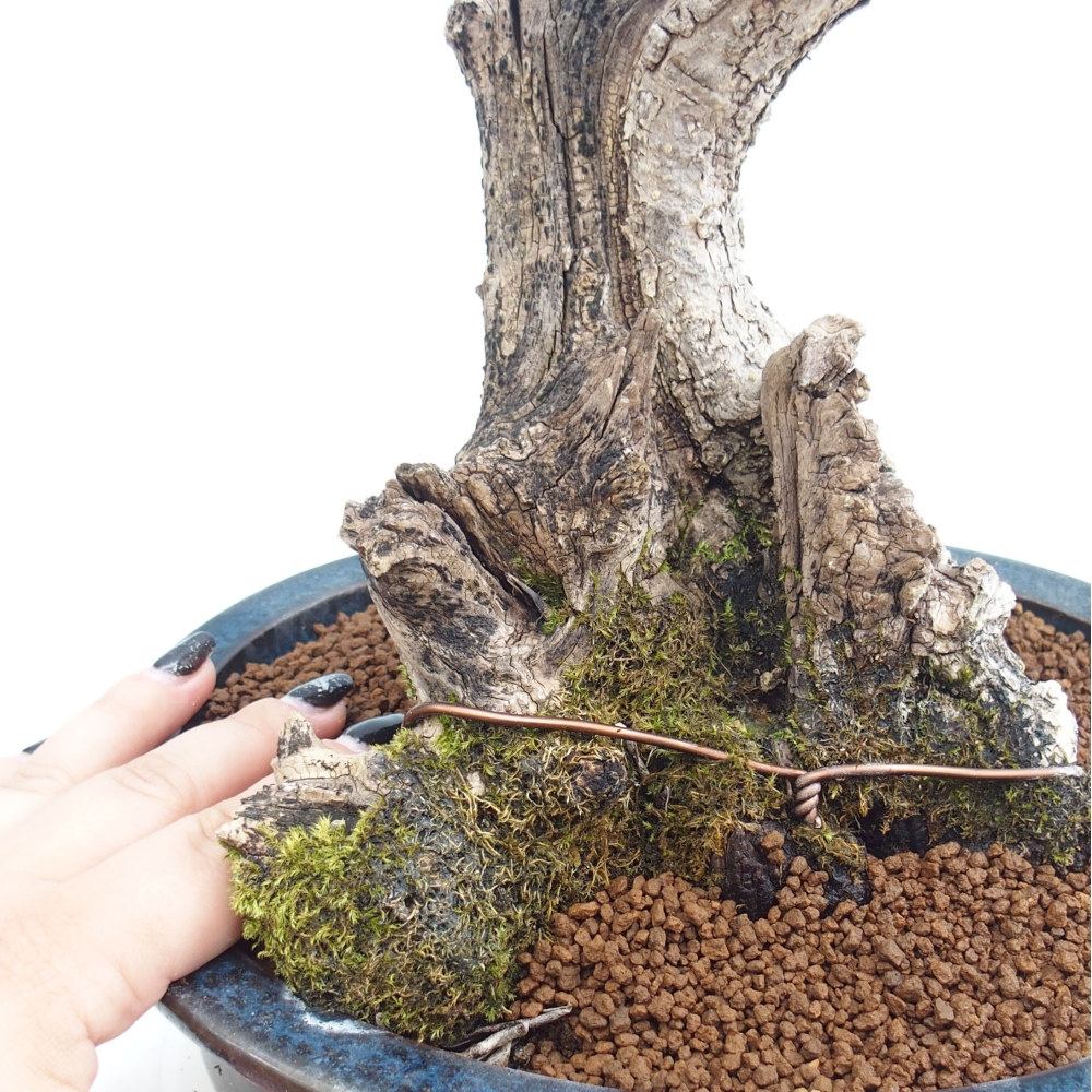 Kryte bonsai - Olea europaea sylvestris - Europejska oliwa z małych liści