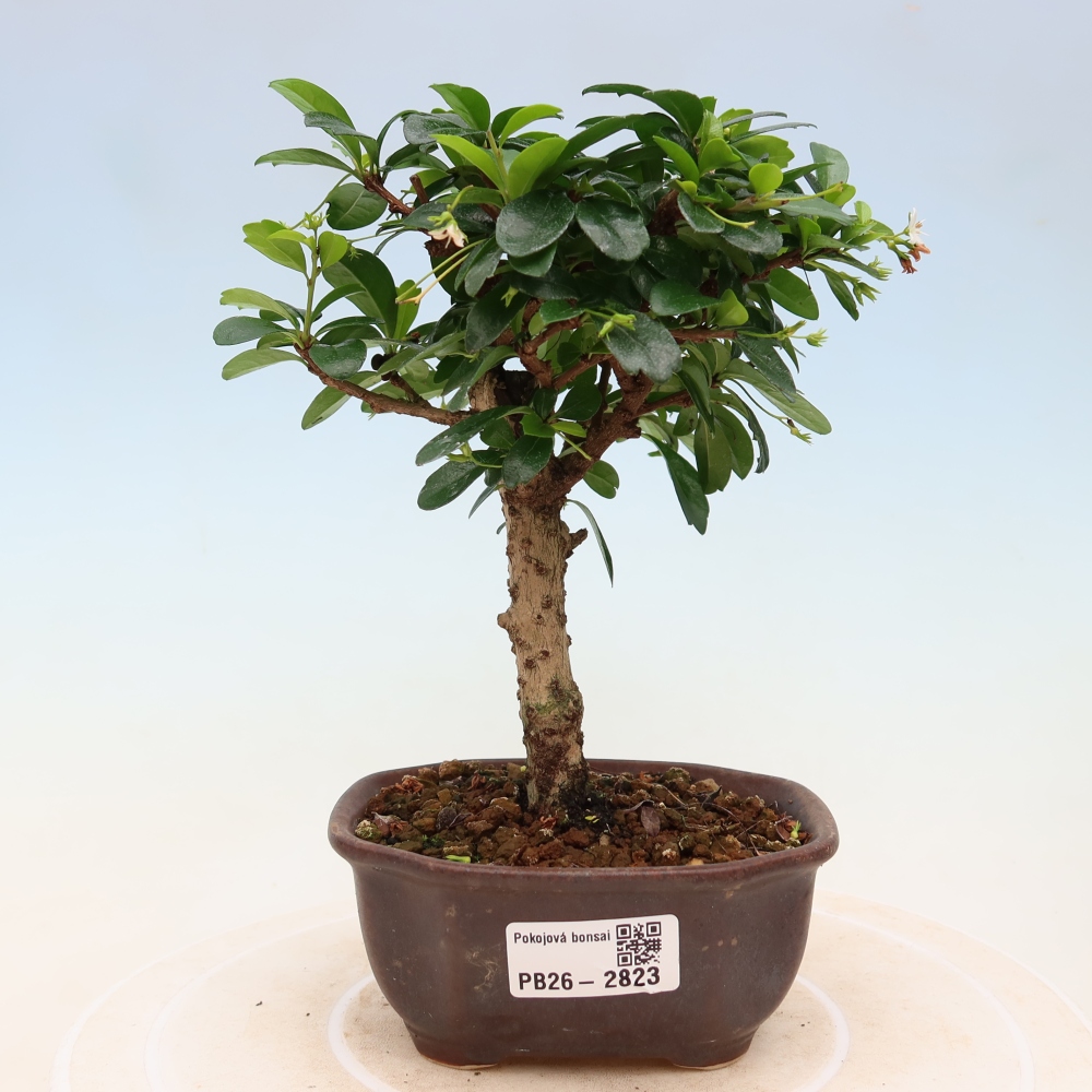 Bonsai pokojowe - Carmona macrophylla - Tea fuki