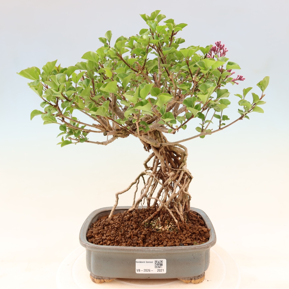 Outdoor bonsai - Syringa microphylla - liliowiec drobnokwiatowy