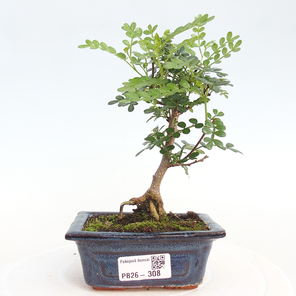 Pokój bonsai - Zantoxylum piperitum - drzewo pieprzowe