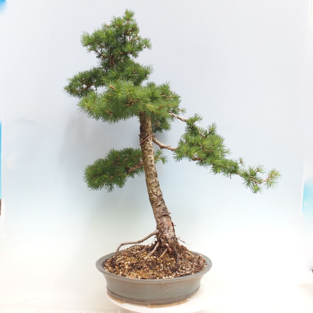 Bonsai zewnętrzne - Larix decidua - Modrzew