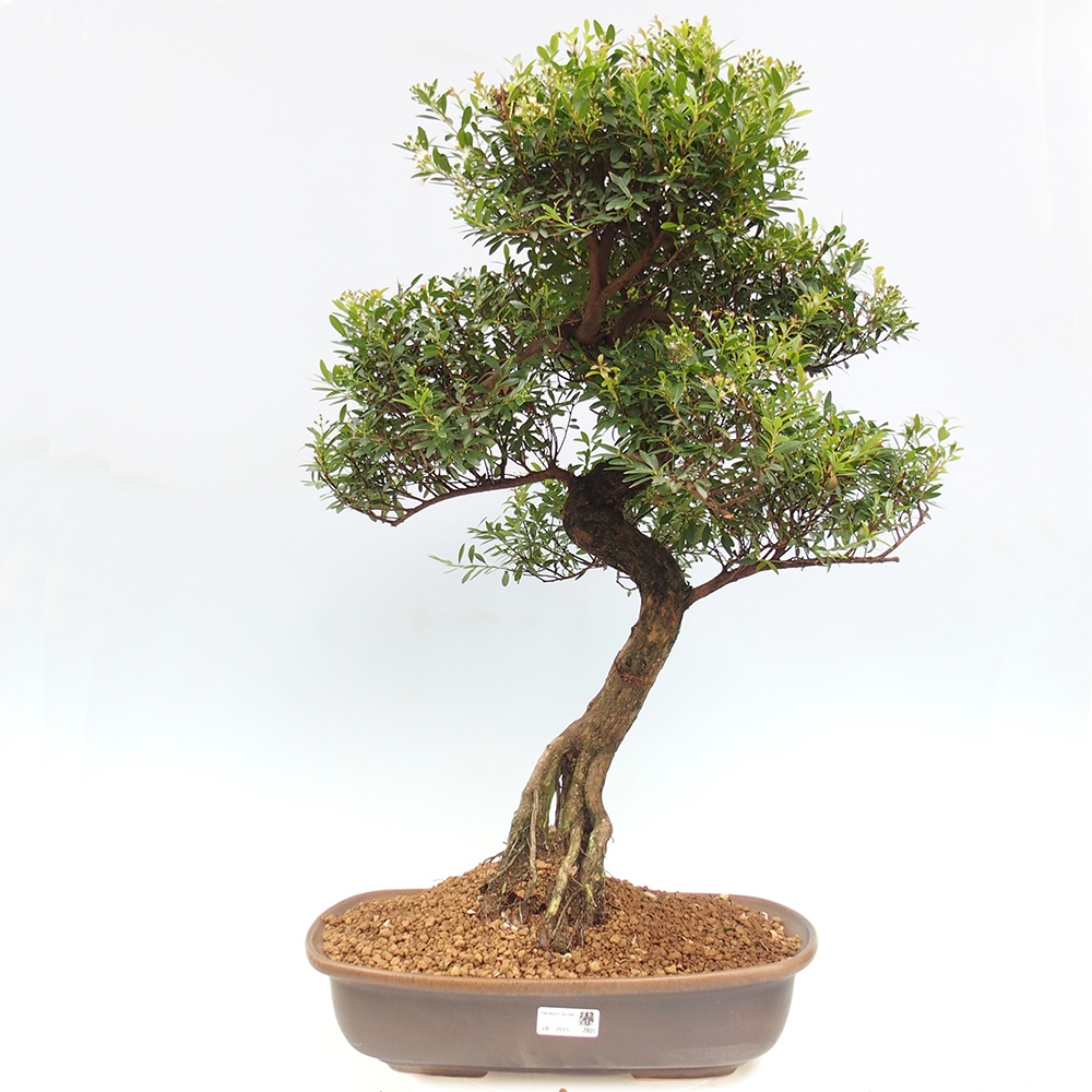 Indoor bonsai - Syzygium - Pimento - WYŁĄCZNIE ODBIÓR OSOBISTY lub transport paletowy