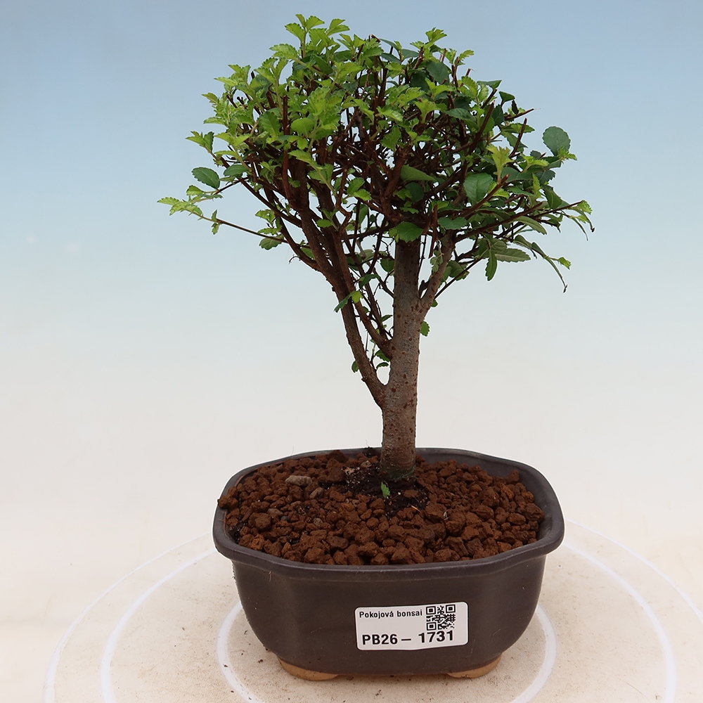 Pokój bonsai - Ulmus parvifolia - Wiąz drobnolistny